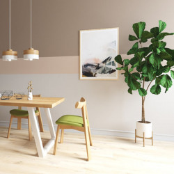 Fiddle-leaf Fig H100