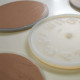 Diatomaceous earth clock - Yellow [ Display ]