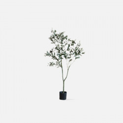 The Olive Tree H120 [Display] 