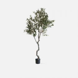 The Olive Tree H240 [Display]