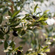 The Olive Tree H240