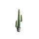 Mexica Espostoa H123 Mexica Espostoa H123