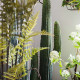 Mexica Espostoa H123 Mexica Espostoa H123