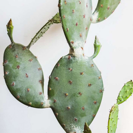 Opuntia H105
