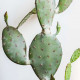 Opuntia H105