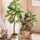 Indian Rubber Plant, H150 Indian Rubber Plant, H150