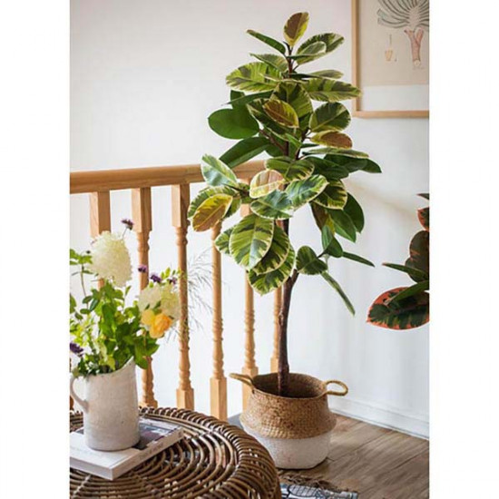 Indian Rubber Plant, H150 Indian Rubber Plant, H150