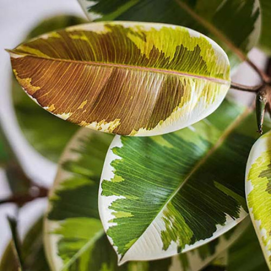 Indian Rubber Plant, H150 Indian Rubber Plant, H150