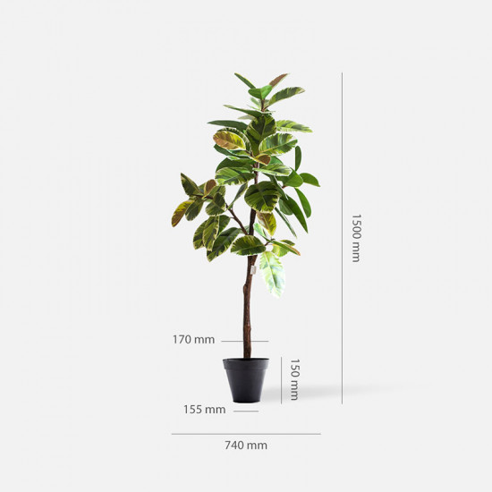 Indian Rubber Plant, H150