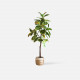 Indian Rubber Plant, H150 Indian Rubber Plant, H150