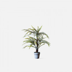 Boston Fern H56/H75