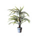 Boston Fern H56/H75 Boston Fern H56/H75