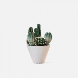 Succulent plants A [Display] 