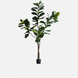 Fiddle-leaf Fig H220