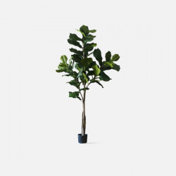 Fiddle-leaf Fig H185