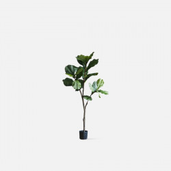 Fiddle-leaf Fig H130