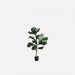 Fiddle-leaf Fig H100