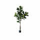 Fiddle-leaf Fig H185 Fiddle-leaf Fig H185