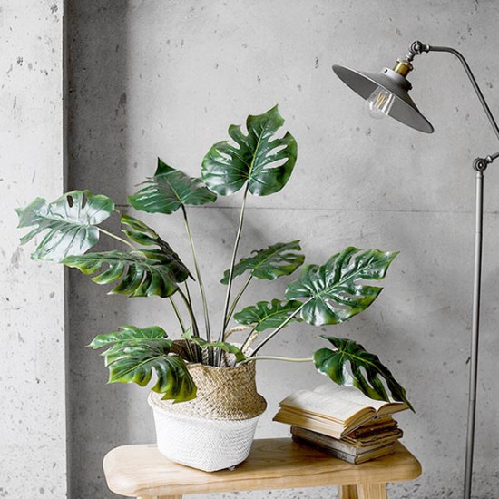 Monstera Deliciosa Plant, H80 Monstera Deliciosa Plant, H80
