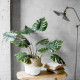 Monstera Deliciosa Plant, H80 Monstera Deliciosa Plant, H80