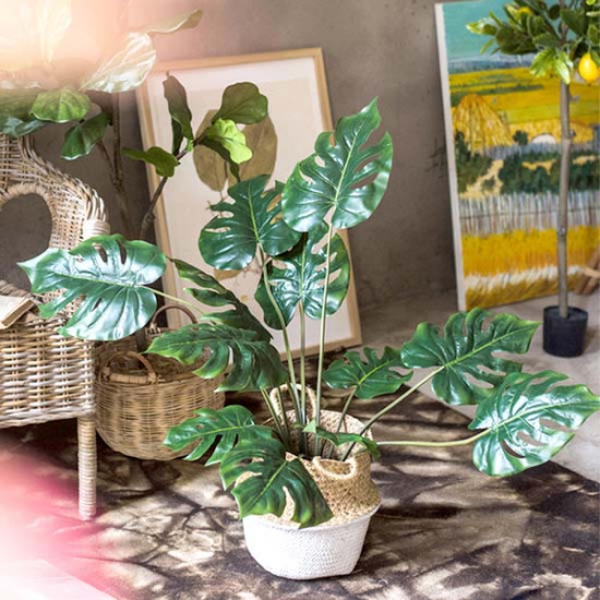 Monstera Deliciosa Plant, H80 Monstera Deliciosa Plant, H80