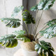 Monstera Deliciosa Plant, H80 Monstera Deliciosa Plant, H80