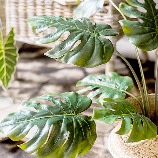 Monstera Deliciosa Plant, H80 Monstera Deliciosa Plant, H80