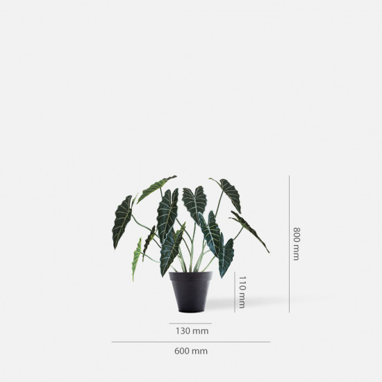 Monstera Deliciosa Plant, H80 Monstera Deliciosa Plant, H80