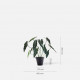 Monstera Deliciosa Plant, H80 Monstera Deliciosa Plant, H80