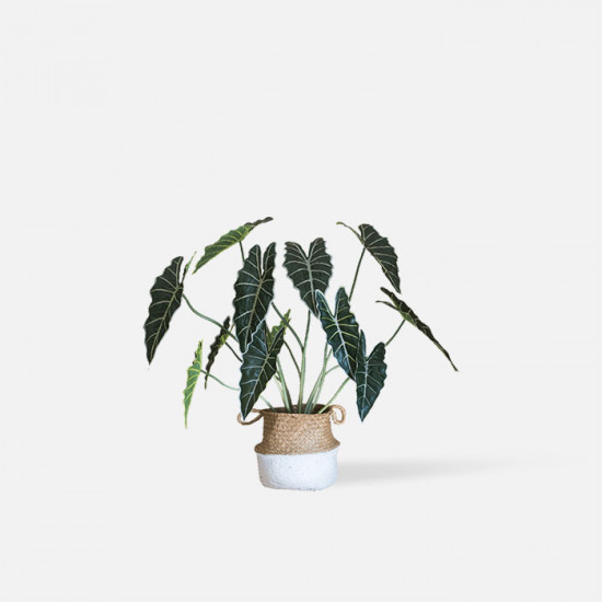 Monstera Deliciosa Plant, H80 Monstera Deliciosa Plant, H80