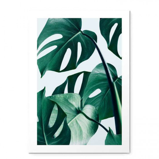 Monstera- small Monstera- small