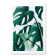 Monstera- small Monstera- small
